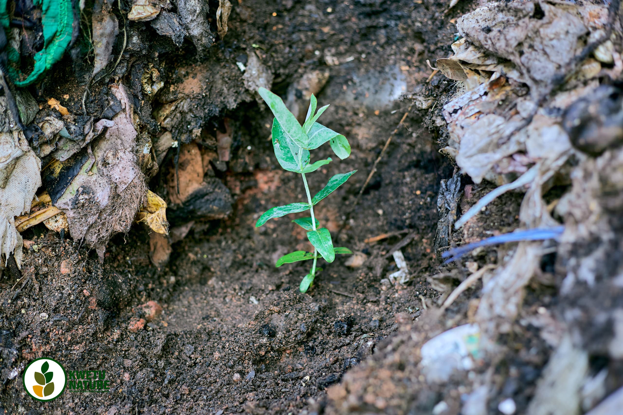 Image illustrating an anti-erosion seedling transplanted by young members of Kwetu Nature